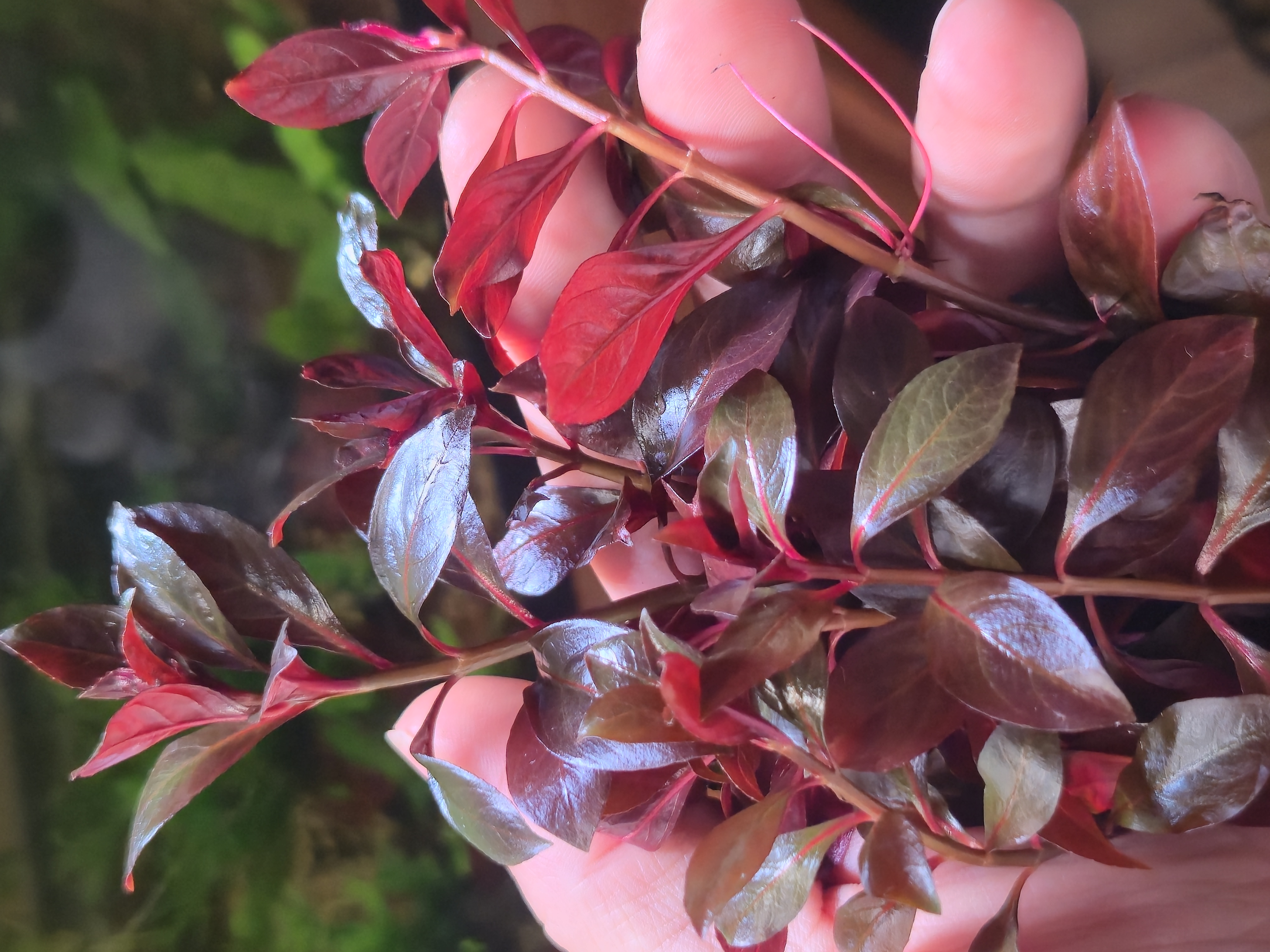 Ludwigia Dark Red 8