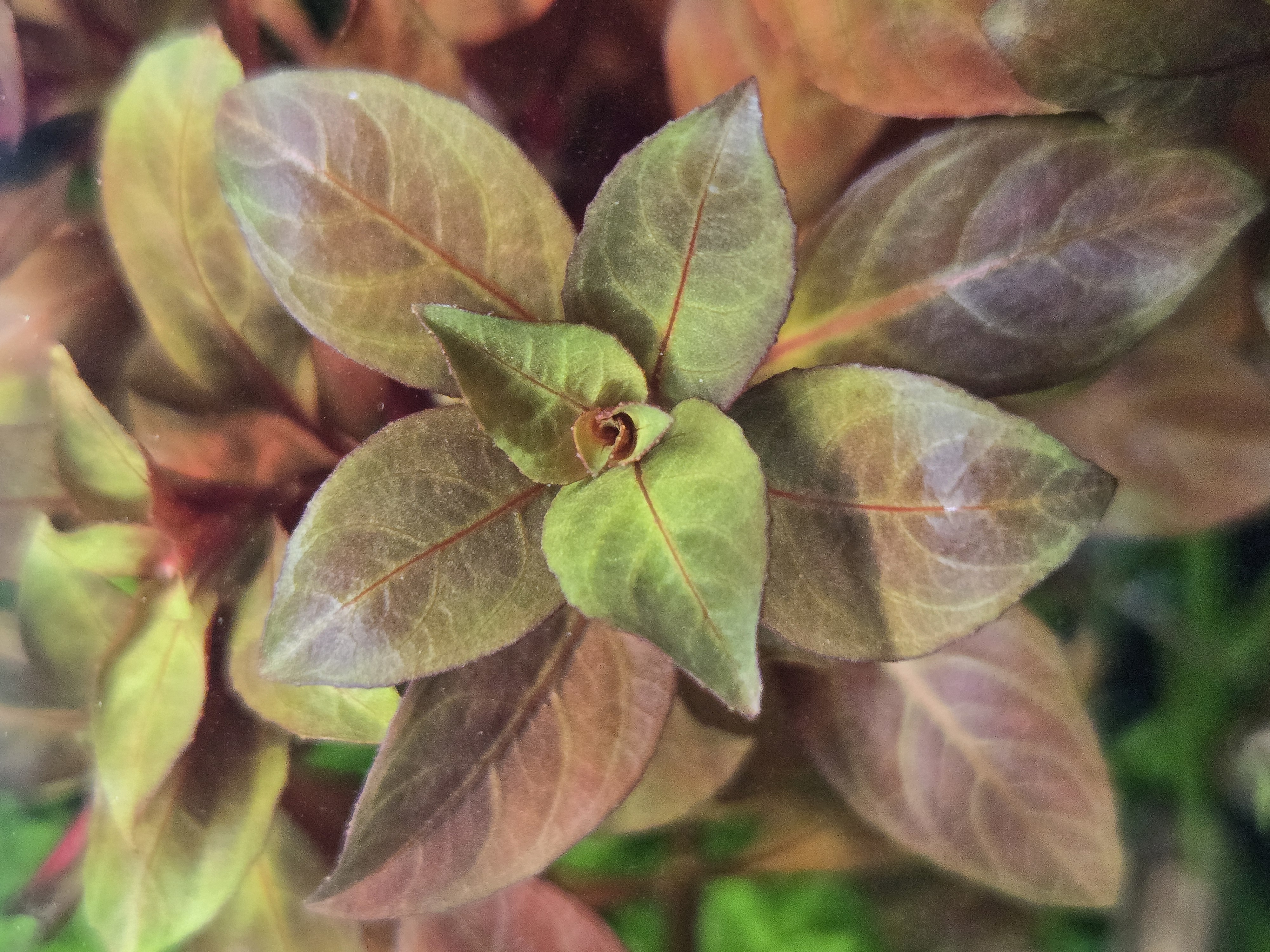 Ludwigia Dark Red 9