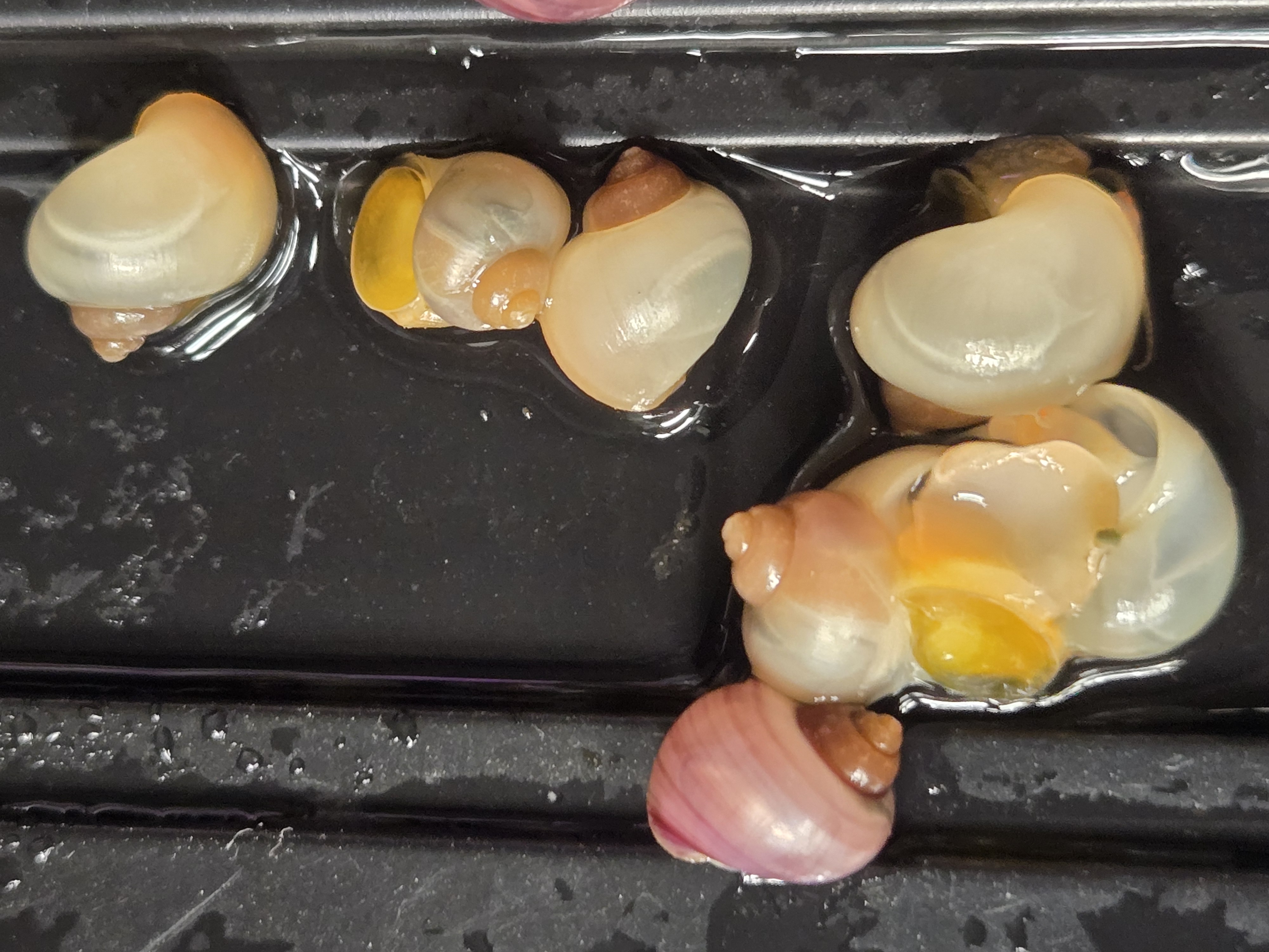 Mystery Snail 2