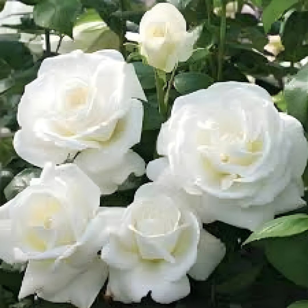 White Rose