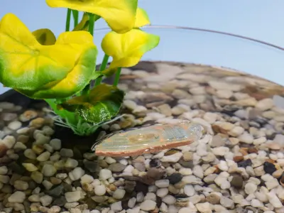 Cuddle‑Fish Robot 1