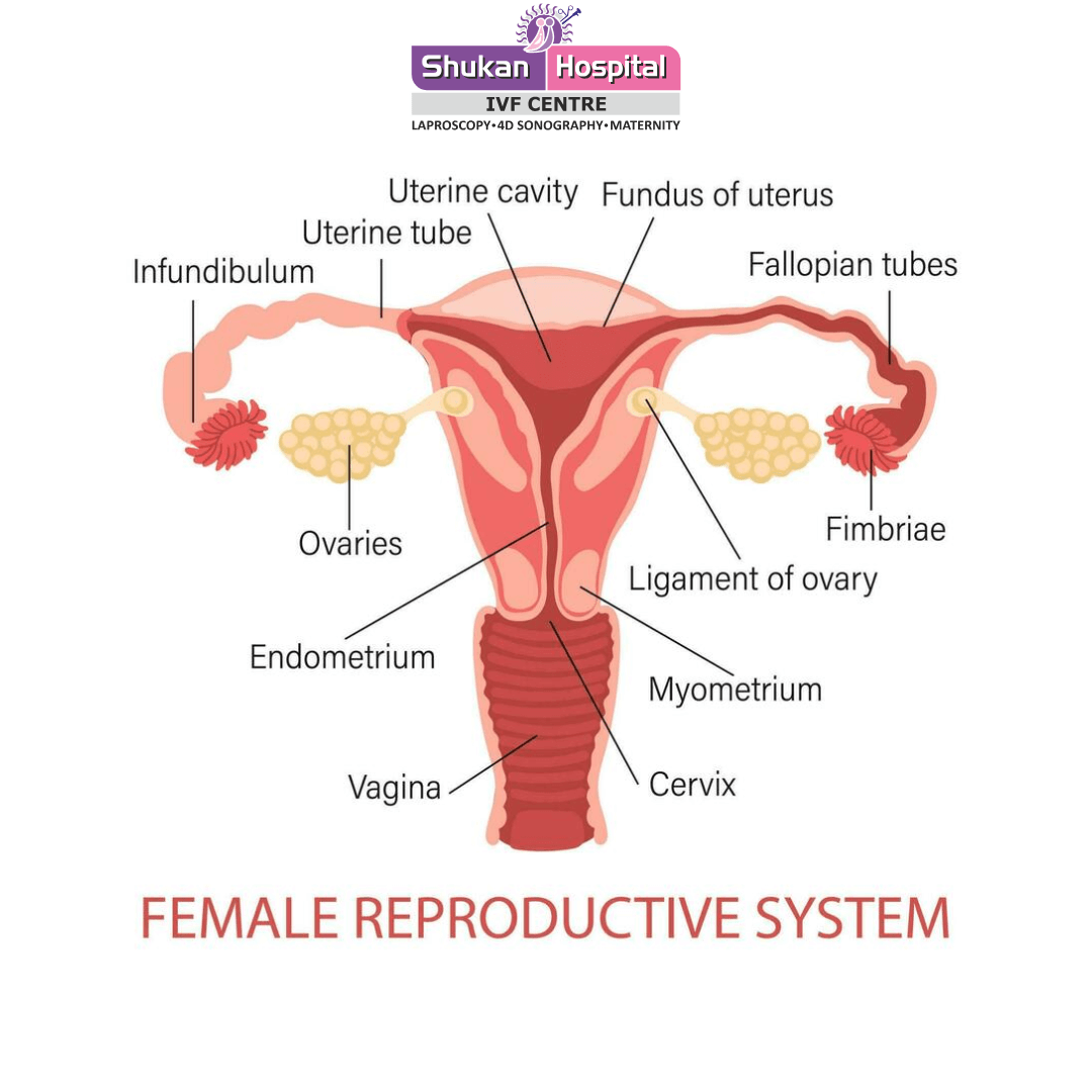 Understanding Infertility Causes and Symptoms in Men and Women