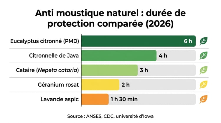 Infographie comparant l'efficacité des 5 anti moustiques naturels les plus performants : eucalyptus citronné, citronnelle, cataire, lavande et géranium, avec leurs durées de protection respectives