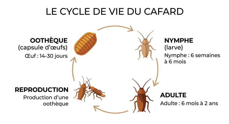 Infographie illustrant les quatre étapes du cycle de vie d'un cafard : œuf dans l'oothèque, nymphe, adulte et reproduction, avec durées indicatives pour chaque phase.