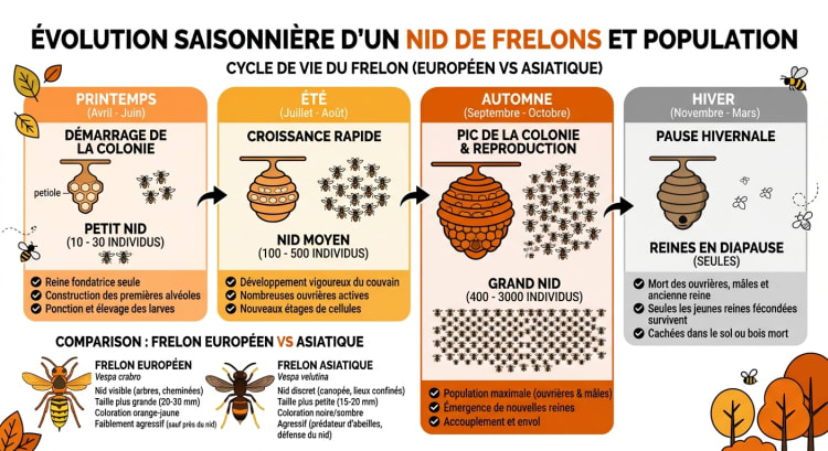 Infographie montrant l'évolution du nombre de frelons dans un nid selon la saison : de 10-30 au printemps à 400-3000 en automne, comparaison frelon européen et asiatique