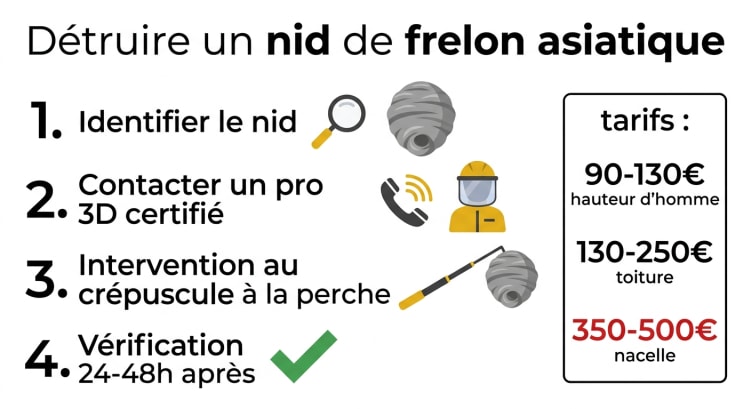 Infographie présentant les 4 étapes de destruction d'un nid de frelon asiatique : identifier, contacter un professionnel certifié, intervention au crépuscule à la perche télescopique, vérification 24 à 48 heures après, avec une grille de tarifs selon la hauteur du nid