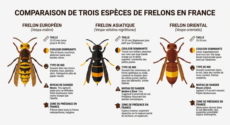 Infographie comparant le frelon européen, le frelon asiatique et le frelon oriental selon leur taille, couleur, type de nid et niveau de danger.