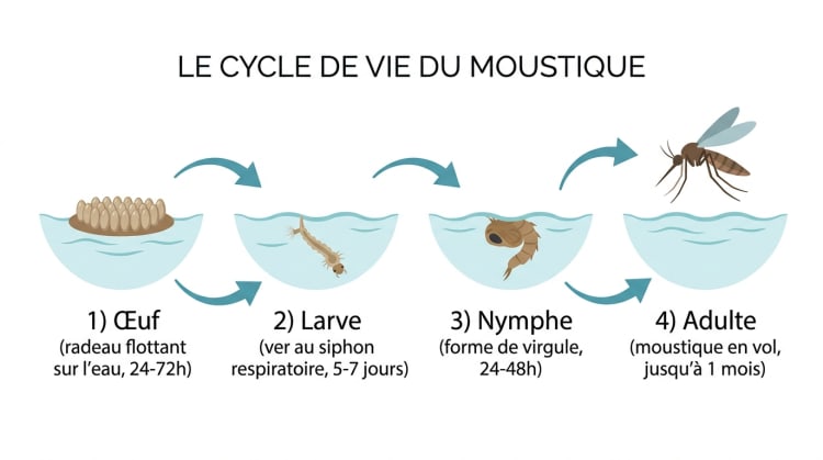 Infographie du cycle de vie du moustique en 4 étapes : œuf, larve, nymphe et adulte avec les durées de chaque stade