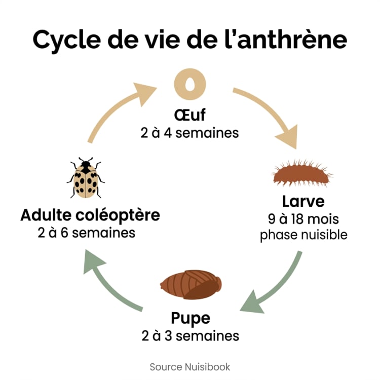 Infographie illustrant le cycle de vie de l'anthrène en quatre étapes : œuf, larve nuisible, pupe et coléoptère adulte avec durées indicatives