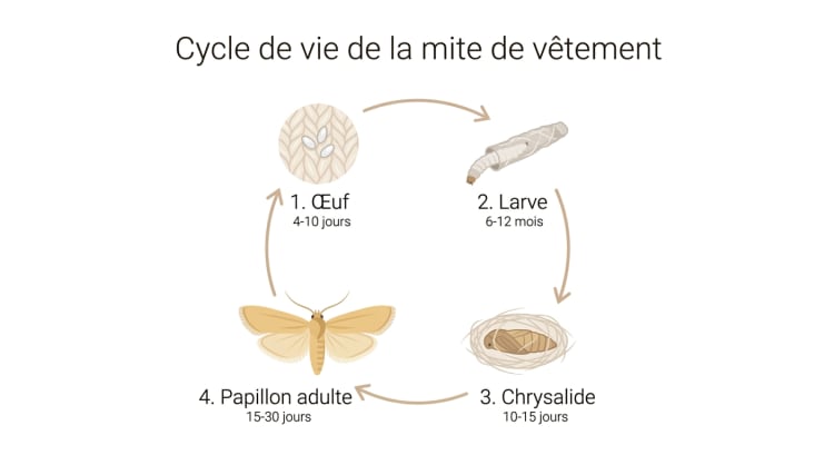 Infographie illustrant le cycle de vie complet de la mite de vêtement en quatre étapes : œuf, larve, chrysalide et papillon adulte