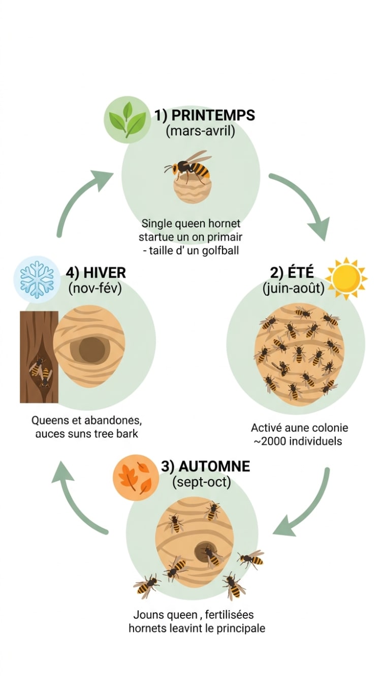 Infographie illustrant le cycle annuel complet d'un nid de frelons en 4 étapes : printemps (fondation par la reine), été (colonie à 2000 individus), automne (accouplement des reines), hiver (nid abandonné et reines en hibernation).