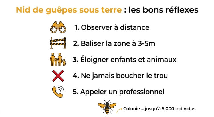 Infographie des 5 bons réflexes face à un nid de guêpes sous terre : observer à distance, baliser la zone, éloigner enfants et animaux, ne jamais boucher le trou et appeler un professionnel certifié