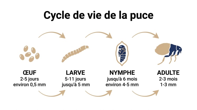 Infographie illustrant le cycle de vie complet de la puce en 4 stades : œuf (2-5 jours), larve (5-11 jours), nymphe (jusqu'à 6 mois) et adulte (2-3 mois), avec durées et tailles