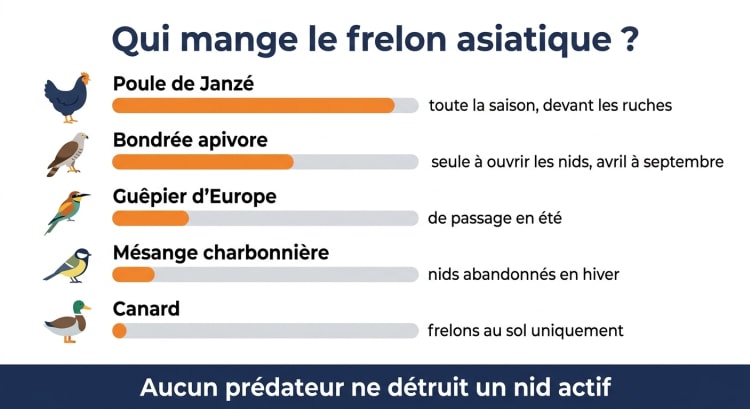 Infographie comparant l'efficacité des prédateurs naturels du frelon asiatique : poule de Janzé, bondrée apivore, guêpier d'Europe, mésange charbonnière et canard