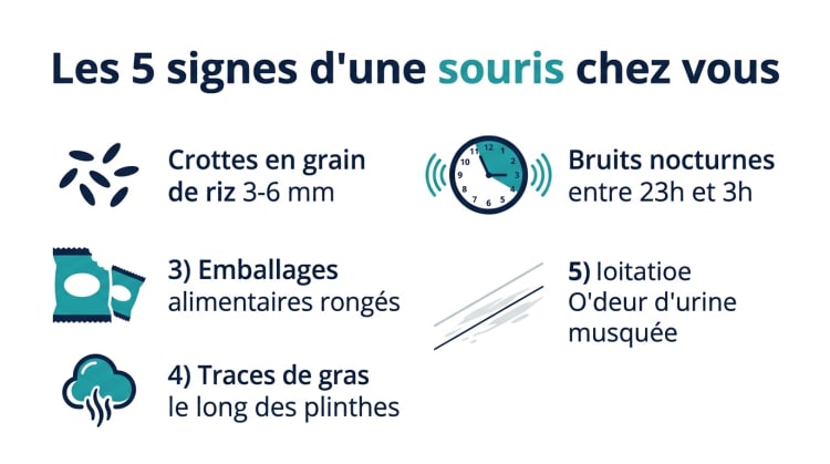 Infographie listant les 5 signes principaux de la présence d'une souris dans la maison : crottes en grain de riz, bruits nocturnes, emballages rongés, traces de gras et odeur d'urine
