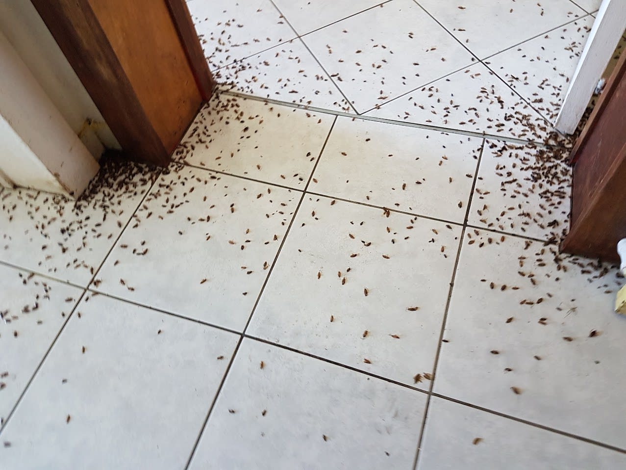 Excréments de cafard ressemblant à du poivre noir sur une charnière de porte de cuisine