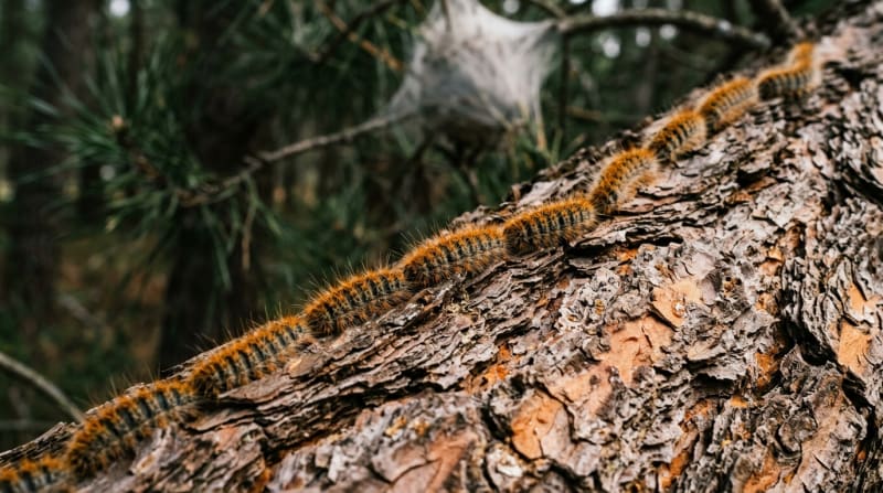 Chenille processionnaire : dangers, identification et traitement