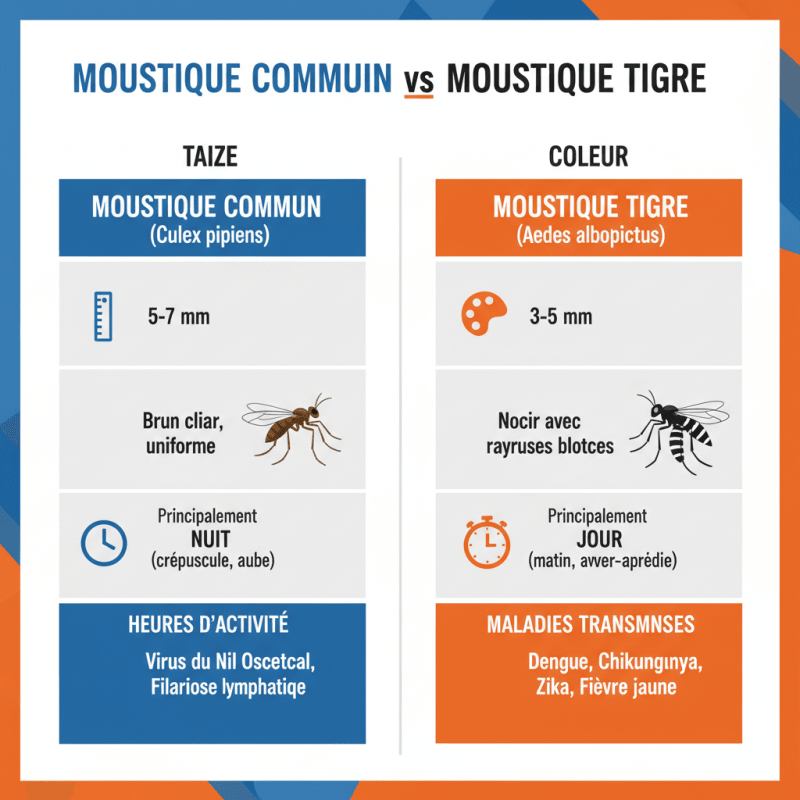 Infographie comparatif moustique commun vs moustique tigre en France