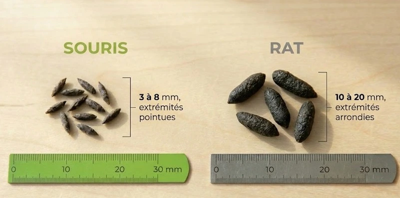 Infographie montrant les différences entre les crottes de souris et de rat