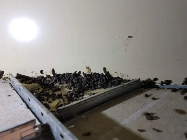 Photo de crottes de rats dans un faux plafond
