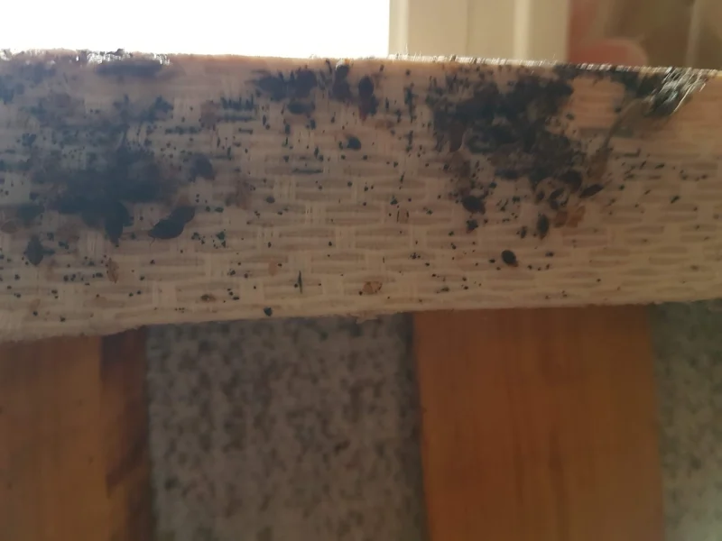 Crottes et nymphe de punaises de lit, signe d'infestation.