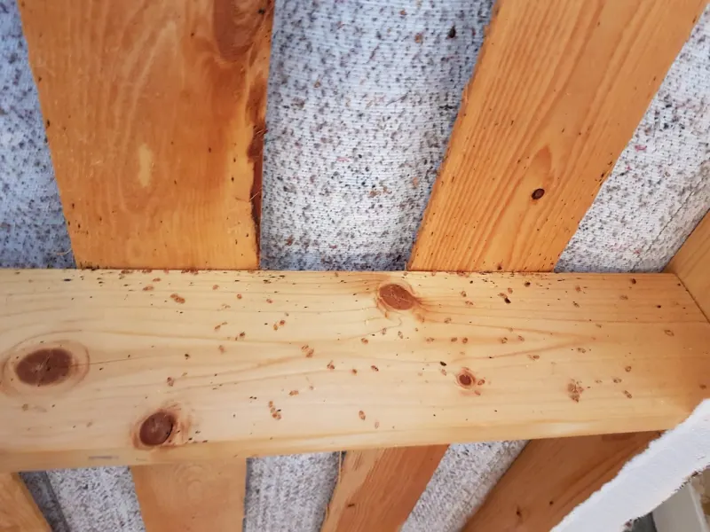 Déjections de punaises de lit sur sommier en bois