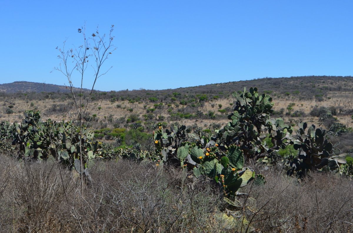 Imagen 4 de Terreno Campestre en Venta, San Juan del Río, Querétaro
