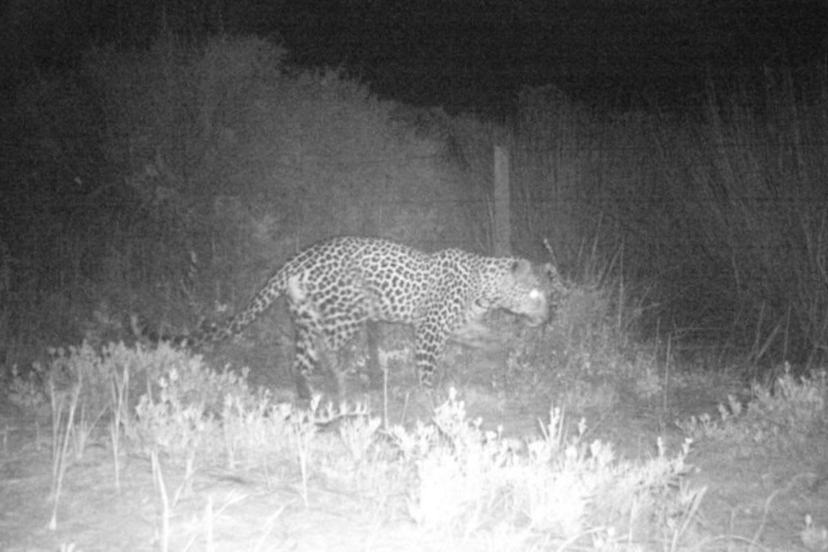Photo:Leopard photographed in West Coast National Park for the first time in 170 Years – South African Daily