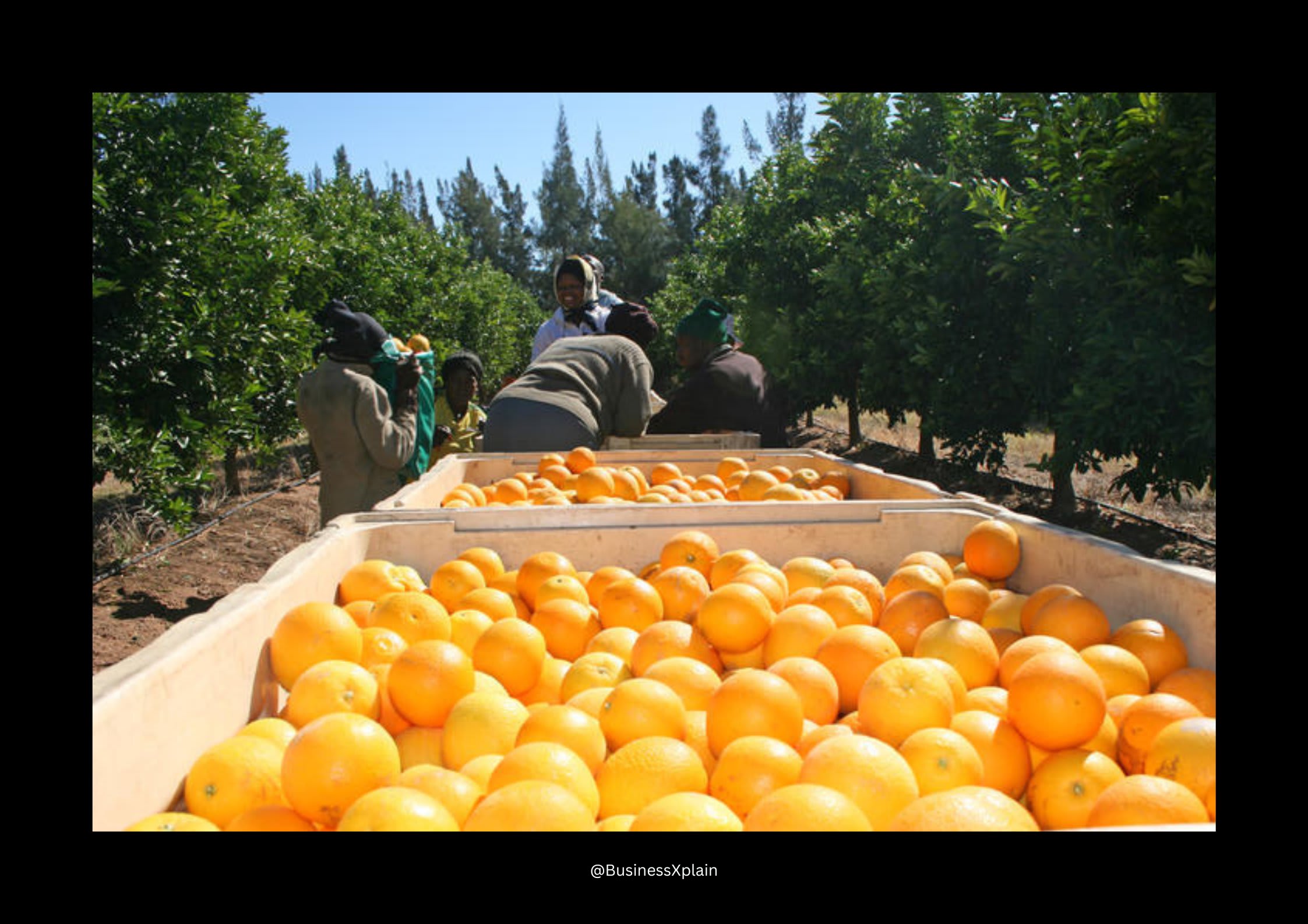 Photo:Citrus industry welcomes removal of United States tariffs on oranges– South African Daily”