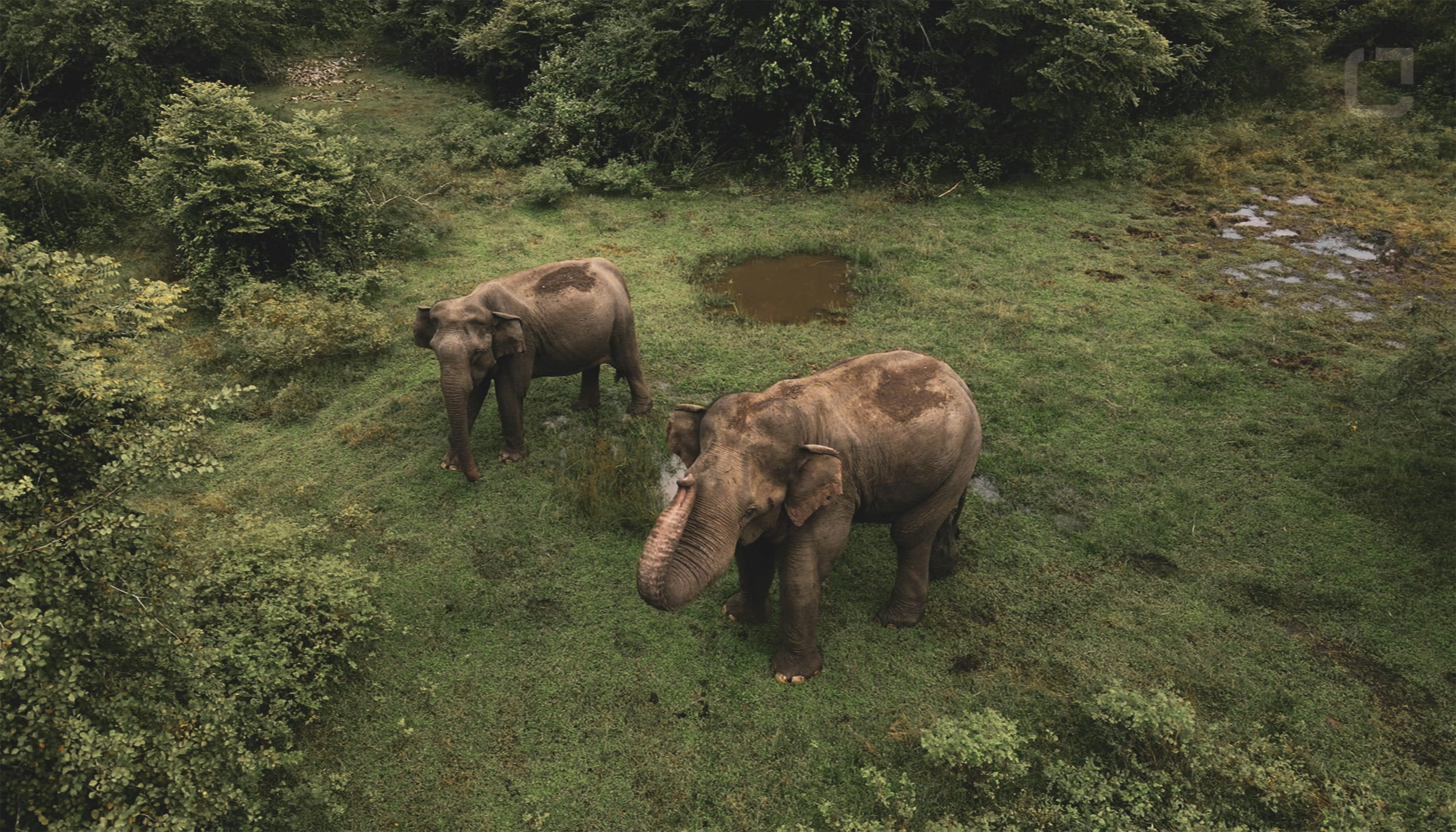 Wildlife & South Coast