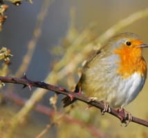 A robin nesting in a hedgerow