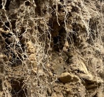 A profile of soil, showing the various characteristics