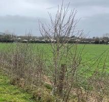 A hedgerow between two paddocks at Kildalton