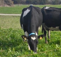 dairy cows grazing multispecies swards