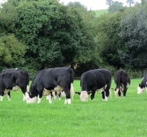 Hereford steers grazing a grassland paddock with a hedgerow in the background