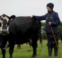 Kay O'Sullivan pictured with her herd of Angus cows on her farm