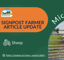 Signpost Farmer Article Update: A picture of Michael Forde in front of sheep