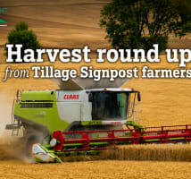 A Claas combine harvester working in a field overlaid with text: Harvest round up from Tillage Signpost farmers