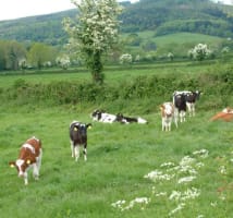 Calves alongside a whitethorn hedge