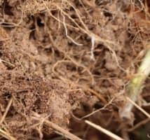 An image of soil and roots