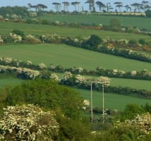Hedgerows dotted across fields in the Irish landscape