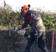 An operator coppicing a hedge