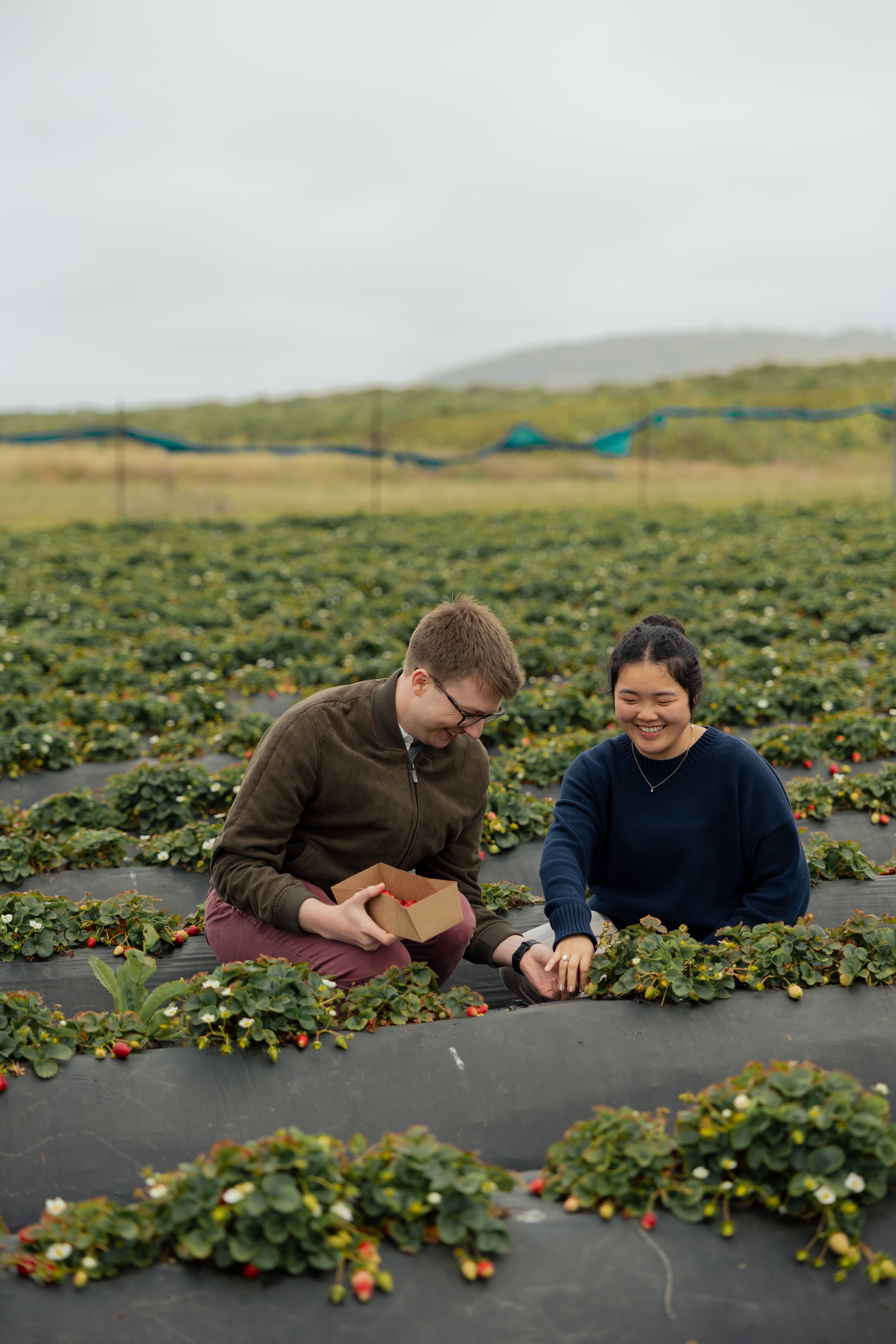 Strawberry farm proposal photos