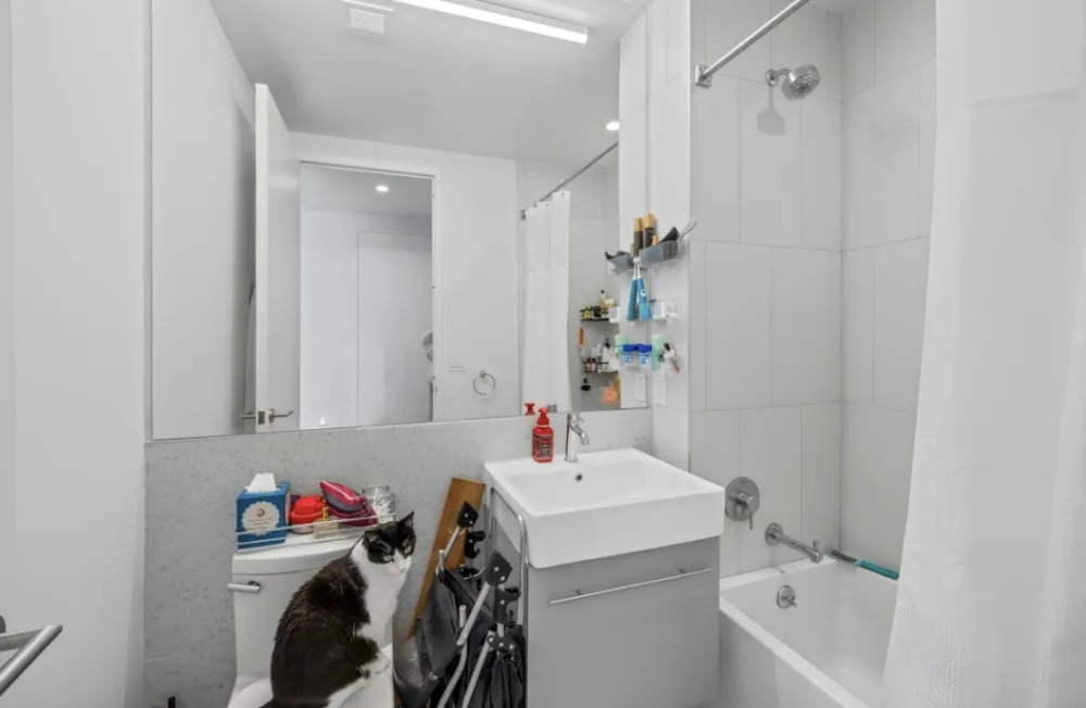 Bathroom with cat and toiletries.