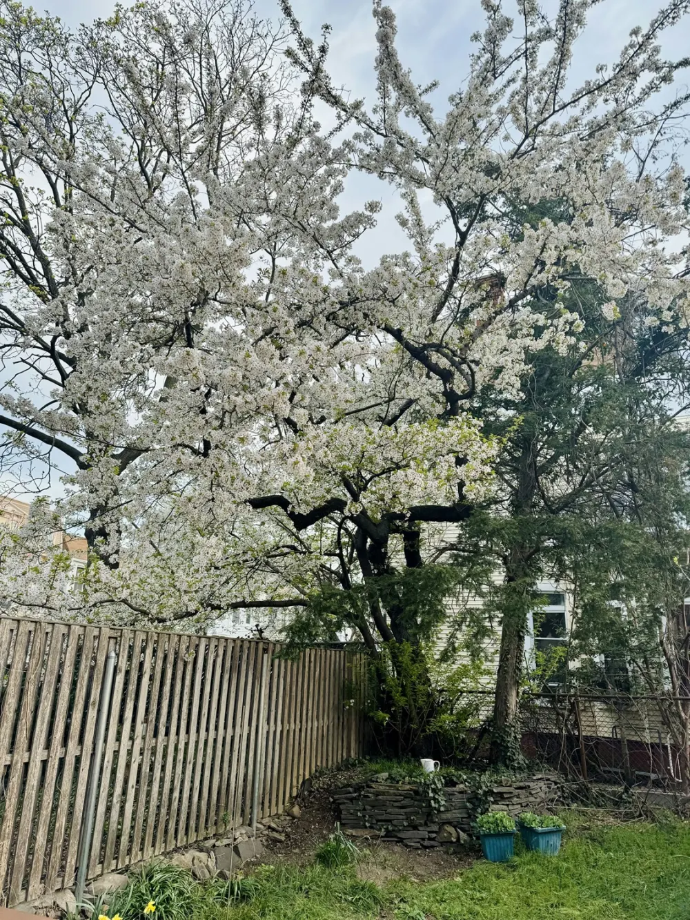 Serene backyard with blooming tree.