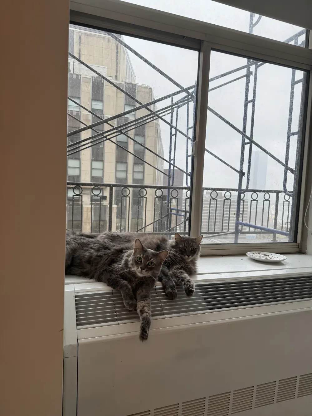 Two cats lounging by window.