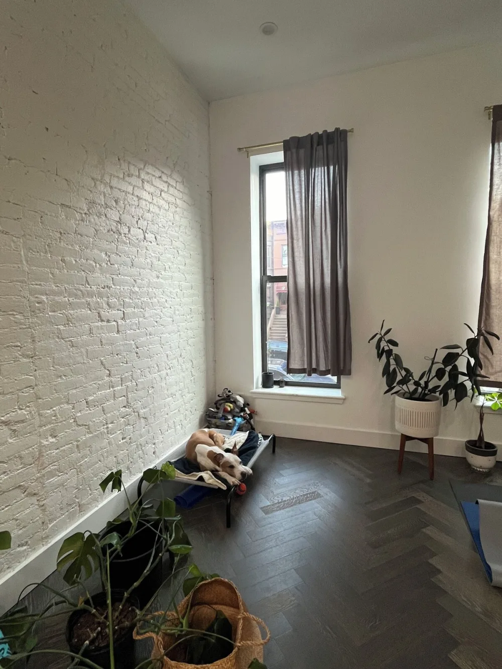 Cozy room with sleeping dog.