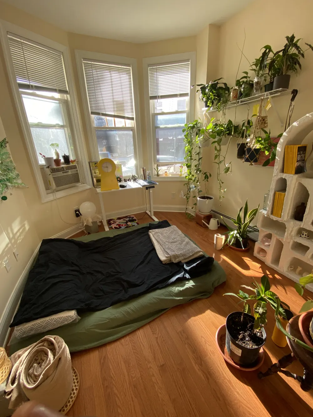 Cozy room with plants and sunlight.