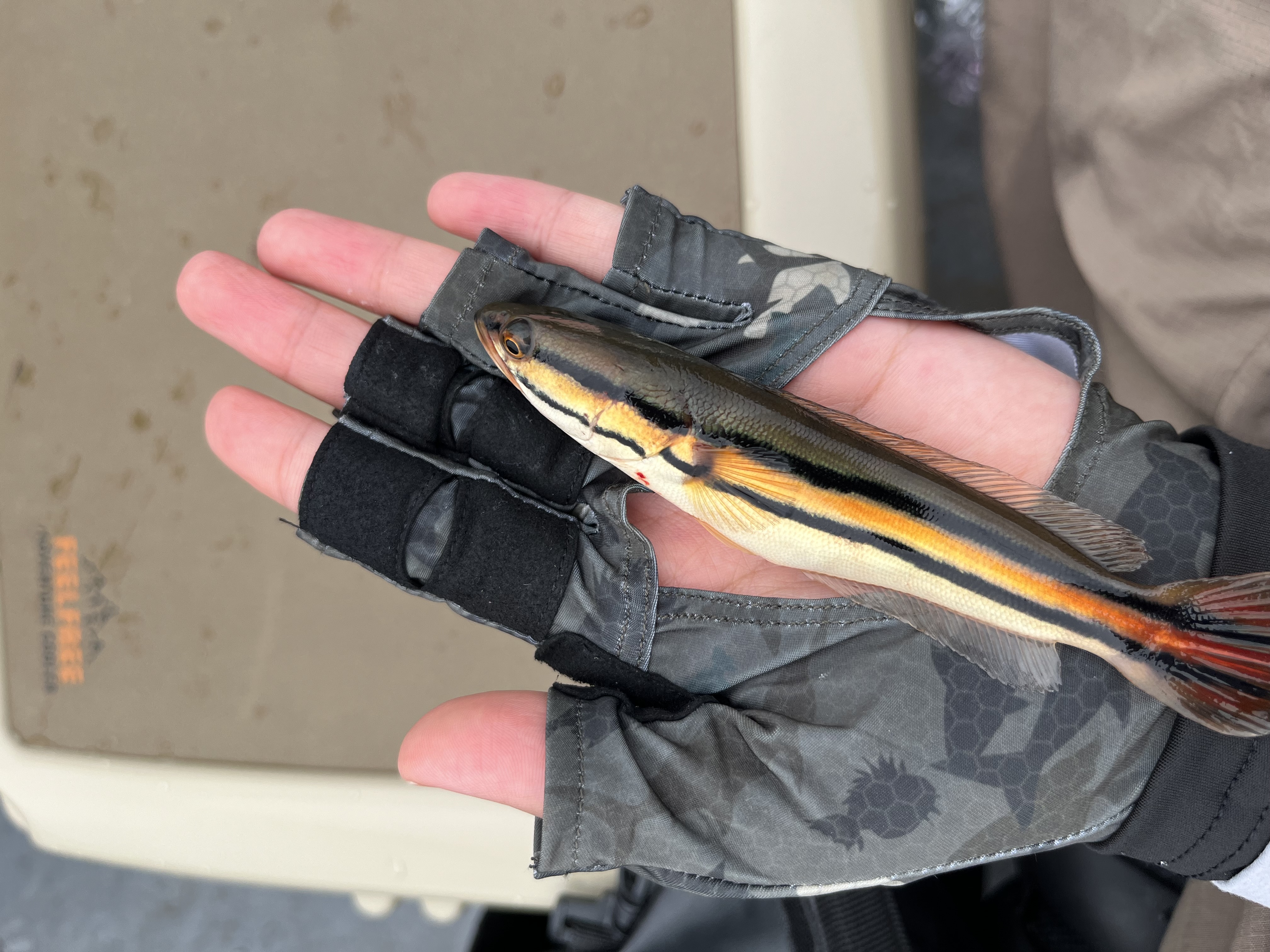 Small snakehead held in an angler’s hand during a fishing session in Thailand
