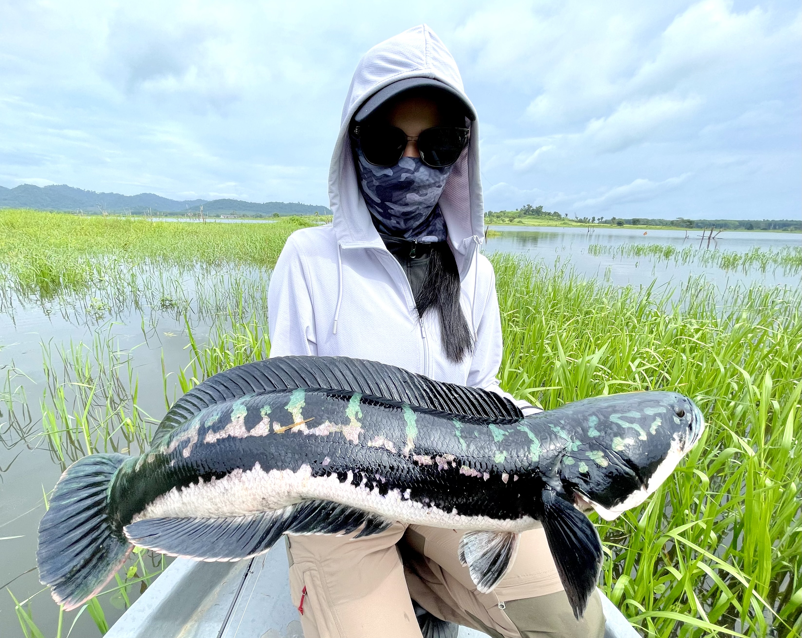 Large giant snakehead caught while spinnerbait fishing in Thailand